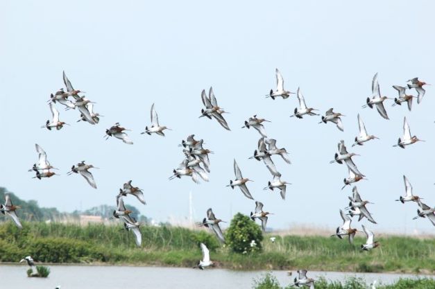 Sortie spéciale oiseaux à la station de lagunage